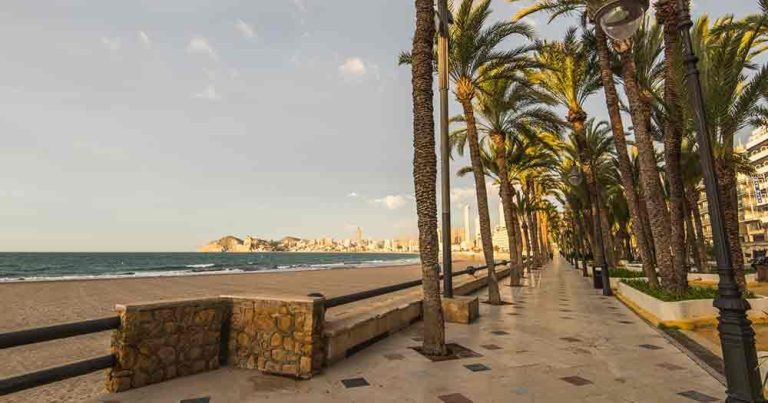 Costa Blanca - Palmen - bei Reisemagazin Plus