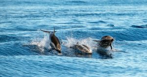 Azoren - Delphine im Atlantik bei Reisemagazin Plus