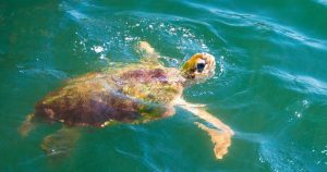 Dalyan - Riesenschildkröten bei Reisemagazin Plus