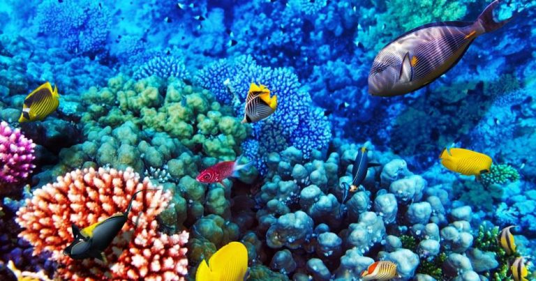 Sharm el Sheikh - Korallenriff im Roten Meer