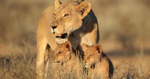 Kapstadt - Löwenfamilie in der Savanne bei Reisemagazin Plus