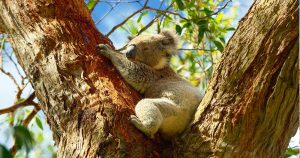 Sydney - Der Koala Bär als Wahrzeichen bei Reisemagazin Plus