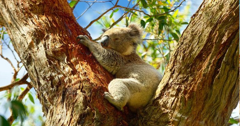 Sydney - Der Koala Bär als Wahrzeichen - bei Reisemagazin Plus