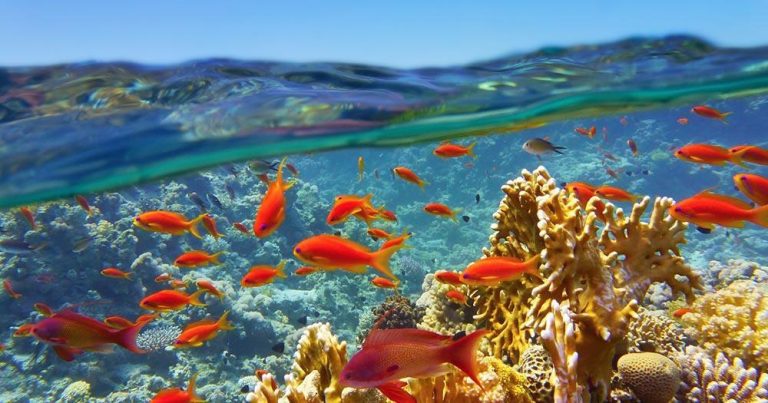 Great Barrier Reef - Unterwasseraufnahmen