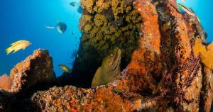 Great Barrier Reef - Korallen bei Reisemagazin Plus