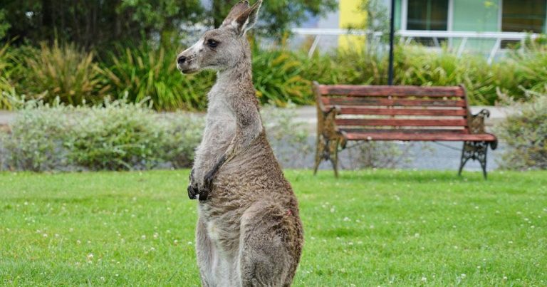 Canberra - Wild lebende Kängurus - bei Reisemagazin Plus