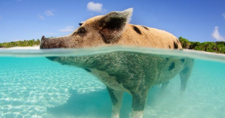 Bahamas - Blick auf die Schweine auf den Bahamas - bei Reisemagazin Plus