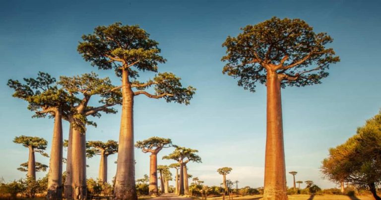 Madagaskar - Baobab Bäume 