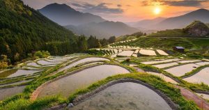 Kii-Halbinsel - Die Reisterrassen bei Reisemagazin Plus
