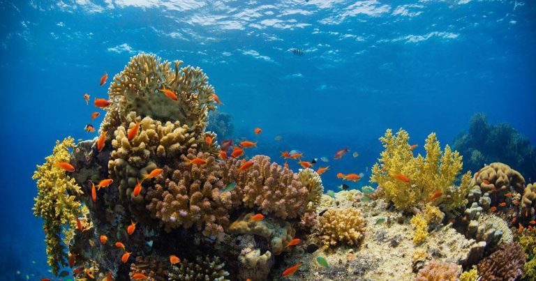 Dschibuti - Traumhafte Tauchreviere mit Korallenriffen
