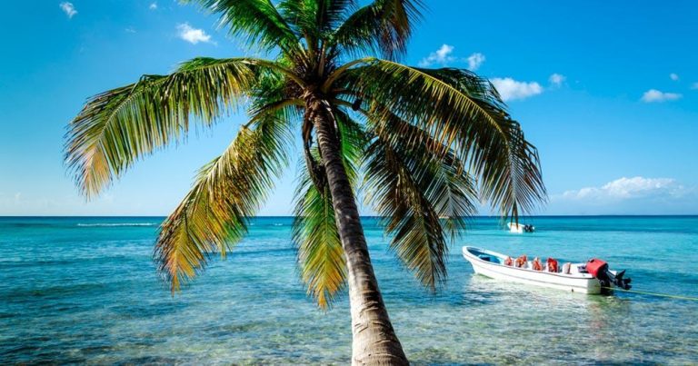 Britische Jungferninseln - Palmen reichen bis in Wasser - bei Reisemagazin Plus
