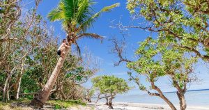 Fidschi Inseln - Kokospalme bei Reisemagazin Plus