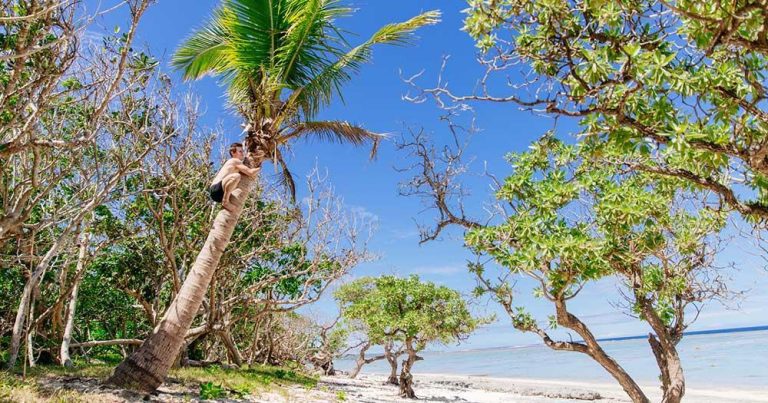 Fidschi Inseln - Kokospalme - bei Reisemagazin Plus