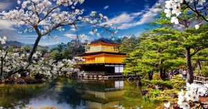 Kyoto - Goldener Tempel mit Kirschblüten bei Reisemagazin Plus