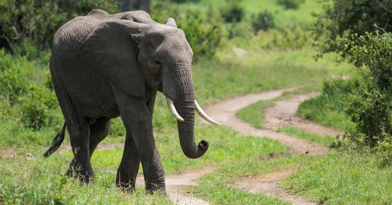 Arusha - Elefant in Savanne - bei Reisemagazin Plus