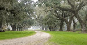 Charleston - Plantage im Nebel bei Reisemagazin Plus