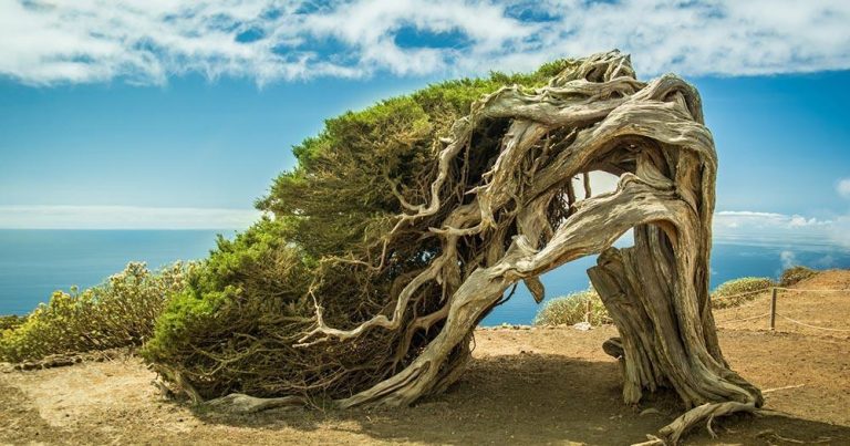 El Hierro -  windgebeugter Baum