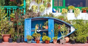 Kap Verde - Blumen bei Reisemagazin Plus