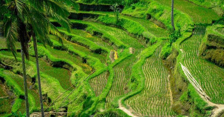 Bali - Reisfelder Terrassen - bei Reisemagazin Plus
