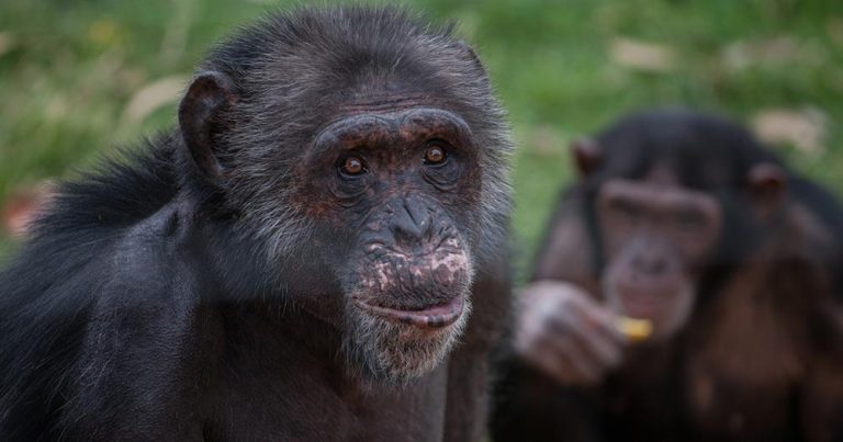 Victoriasee / Schimpansen von der Jabe Goodall Institute - bei Reisemagazin Plus